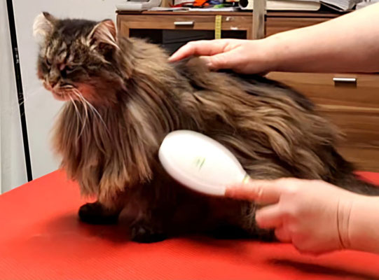 ... Miezekatzen......