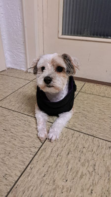 kleine Hunde mit Charakter