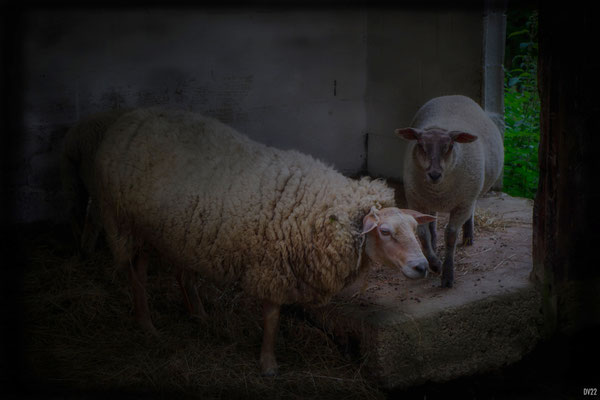 Shaun