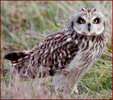 Hibou des marais