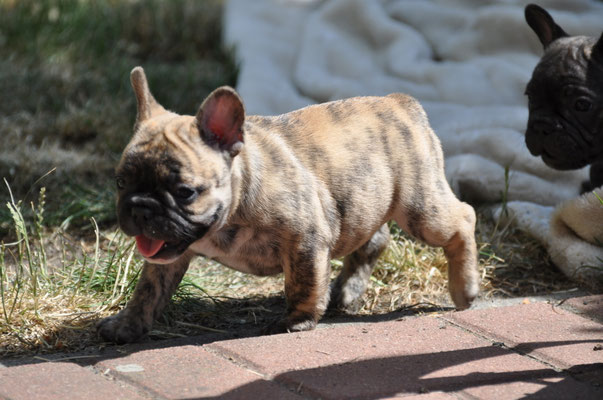 Bella (Baby Love) zieht bei uns ein. Vergeben! 