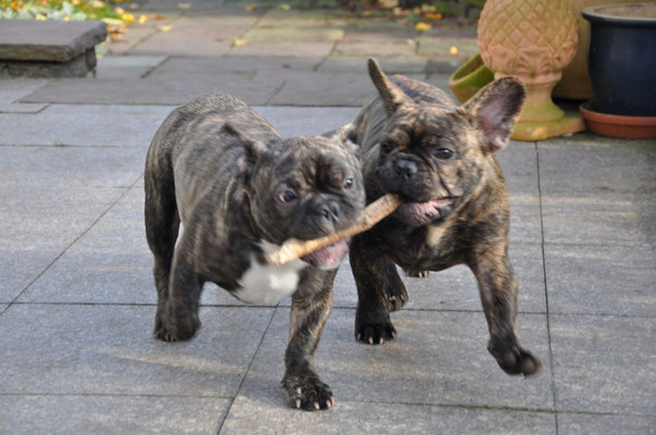 Carlos und Cherokee zu Besuch beim Papa