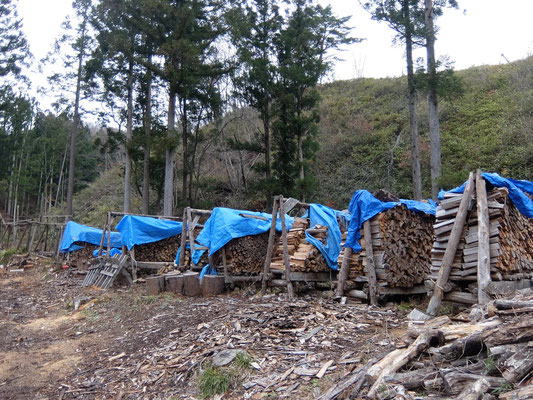 山の薪集荷状況です。