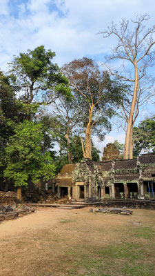 im Urwaldtempel Ta Prohm