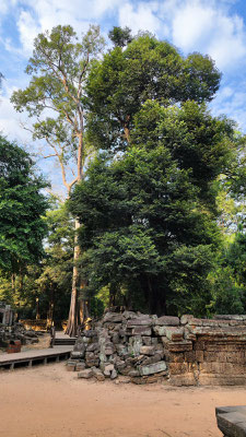 im Urwaldtempel Ta Prohm