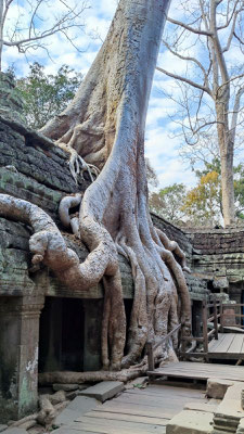 im Urwaldtempel Ta Prohm