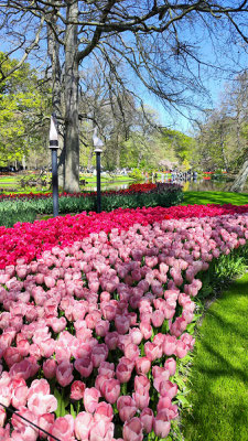 im Keukenhof