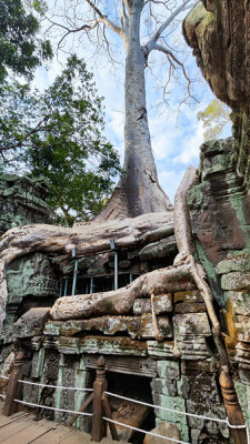 im Urwaldtempel Ta Prohm