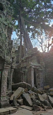 im Urwaldtempel Ta Prohm