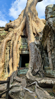 im Urwaldtempel Ta Prohm