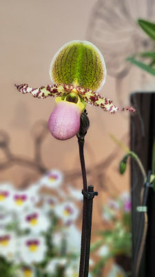 im Keukenhof 2025