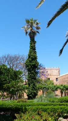 Andalusian Garden