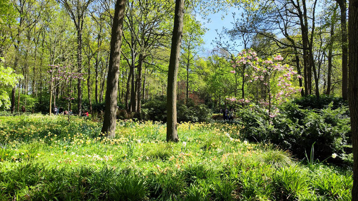 im Keukenhof