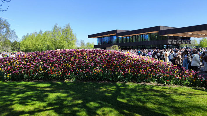im Keukenhof