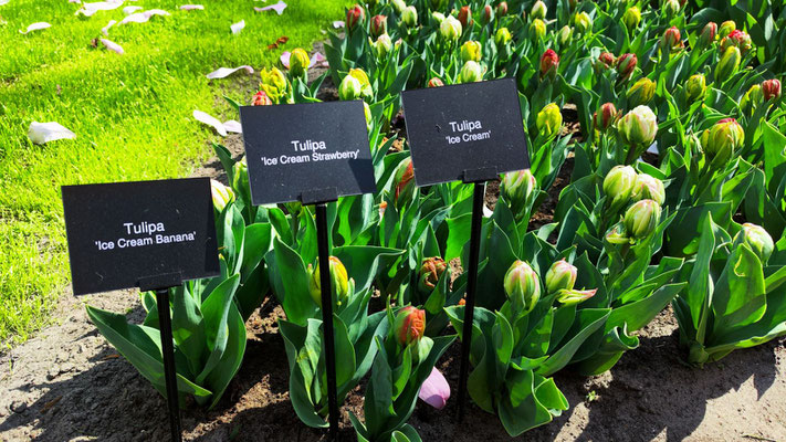 im Keukenhof
