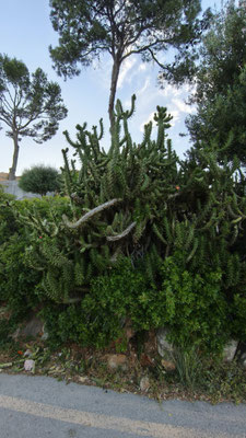 in Peguera