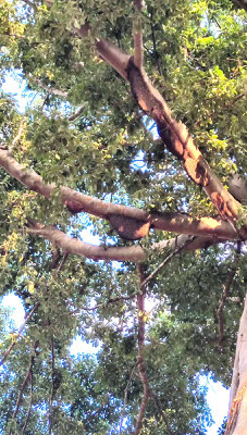 im Urwaldtempel Ta Prohm - ein Wildbienennest