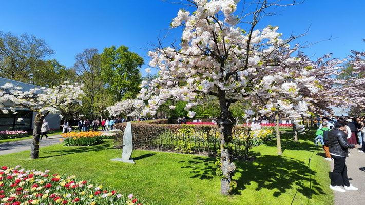im Keukenhof