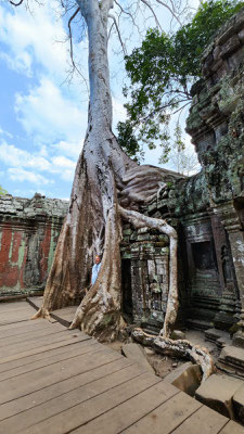 im Urwaldtempel Ta Prohm