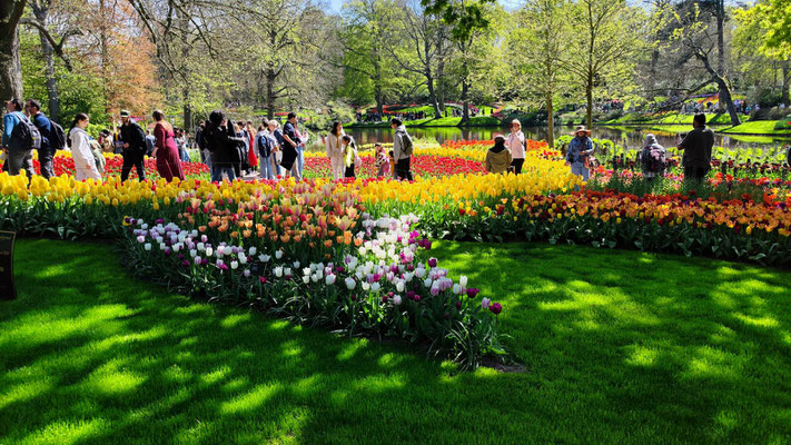 im Keukenhof