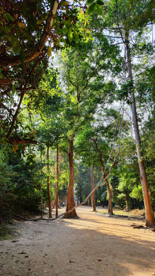 im Urwaldtempel Ta Prohm