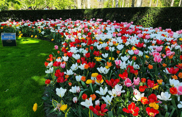 im Keukenhof 2025