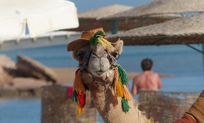 El Gouna Mövenpick Resort & Spa 2018