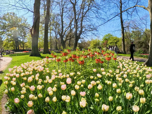 im Keukenhof 2025