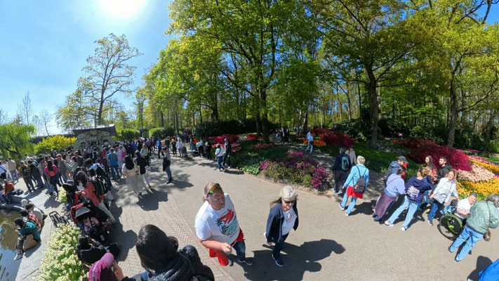 im Keukenhof