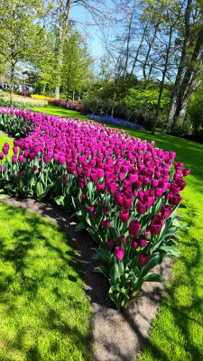 im Keukenhof