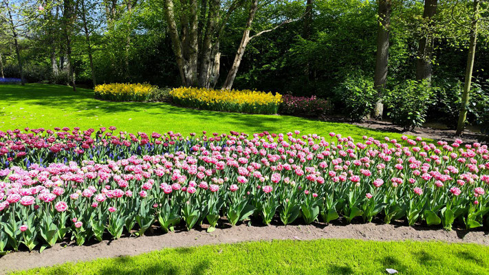 im Keukenhof