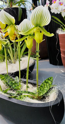im Keukenhof 2025