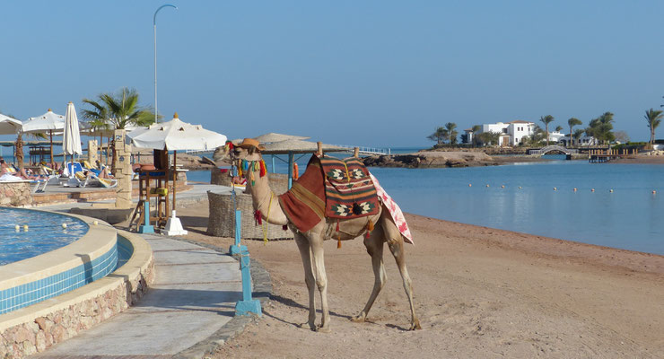 El Gouna Mövenpick Resort & Spa 2018