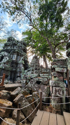 im Urwaldtempel Ta Prohm