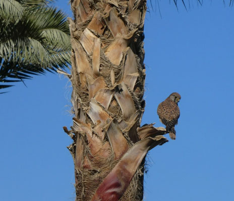 gesehen im "Giftun Azur Resort" - 2019