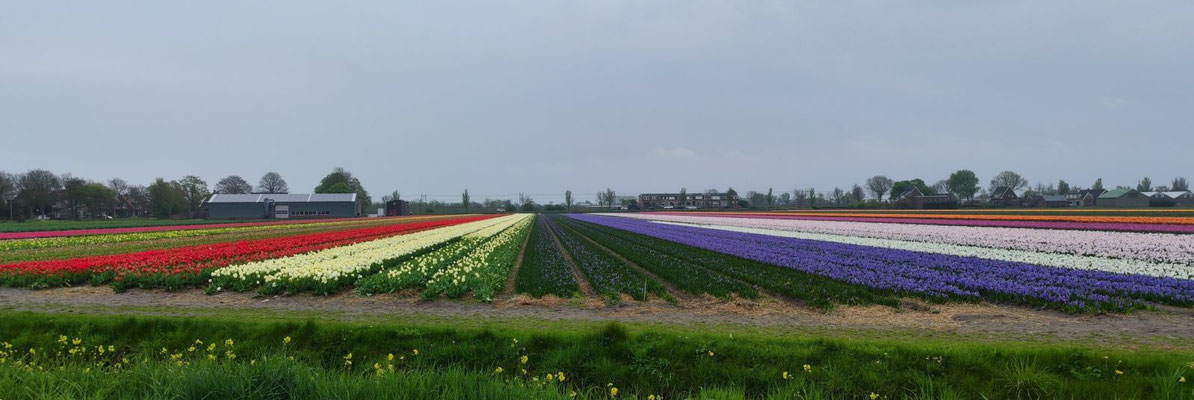 Tulpenfelder