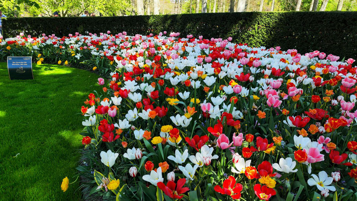 im Keukenhof
