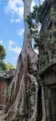 im Urwaldtempel Ta Prohm