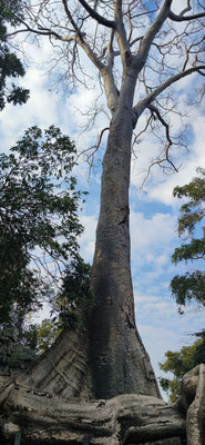 im Urwaldtempel Ta Prohm