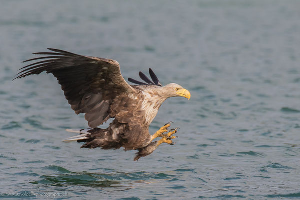 Seeadler