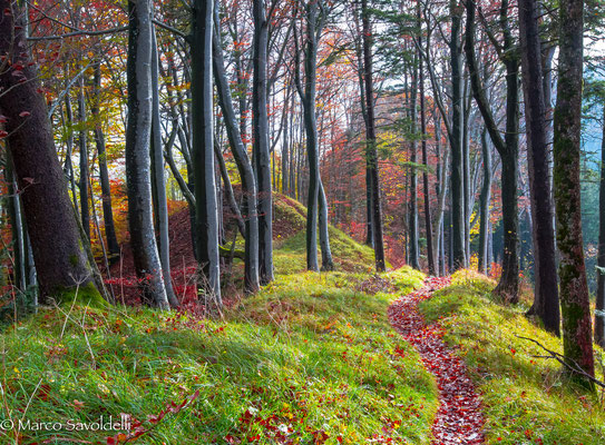 Herbstwald Belchen