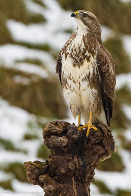 Mäusebussard