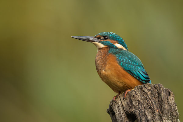 Eisvogel