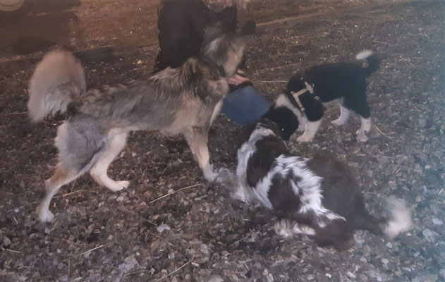 Ein paar neue Hundefreunde am Reitplatz kennengelernt 😊😍