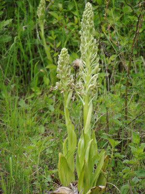 Himantoglossum hircinum, Bocks-Riemenzunge Foto: Thomas Burckard