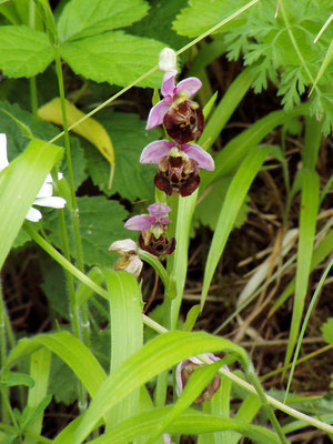 Ophrys apifera, Bienen Ragwurz Foto: Thomas Burckard