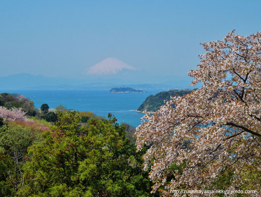 逗子葉桜から富士（撮影者：岸野浩平）
