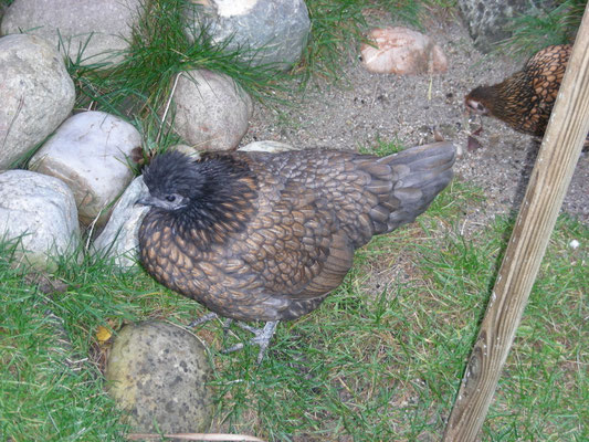 Spitzhauben Huhn