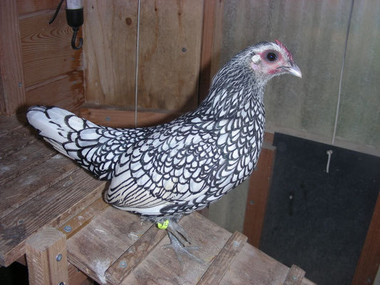 Flöcki (Silber)
