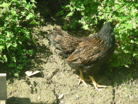 Barnefelder Huhn